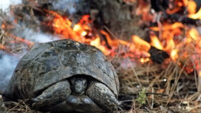 Ormanlardan alevler yükseliyor… Yalnızca alevler mi? Yükselen çığlıklar alevlere karışıyor,