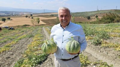 Bursa'nın tadı ve kokusuyla ünlü Konaklı kavununda üretim bu sene