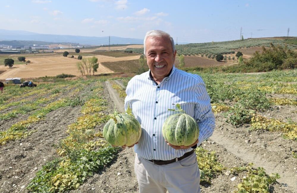 Bursa’nın ünlü Konaklı kavununda üretim iki kat arttı Bursa'nın tadı ve kokusuyla ünlü Konaklı kavununda üretim bu sene