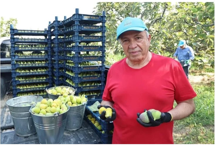 Nilüfer Belediye Başkanı Şadi Özdemir, Fadıllı'da incir hasadına katıldı ve