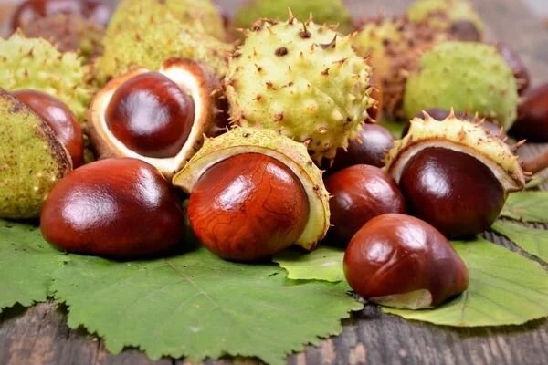 Doğrusunu söylemek gerekirse, adını ilk duyduğumda garibime gitmiş, ‘at için