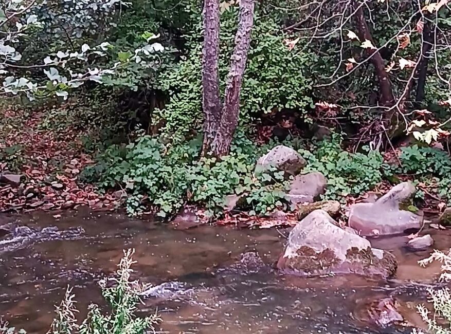 ‘ Nilüfer’ durgun akıyor! Hayat kaynağı su hayati önemini son zamanlarda iyice ortaya koydu.