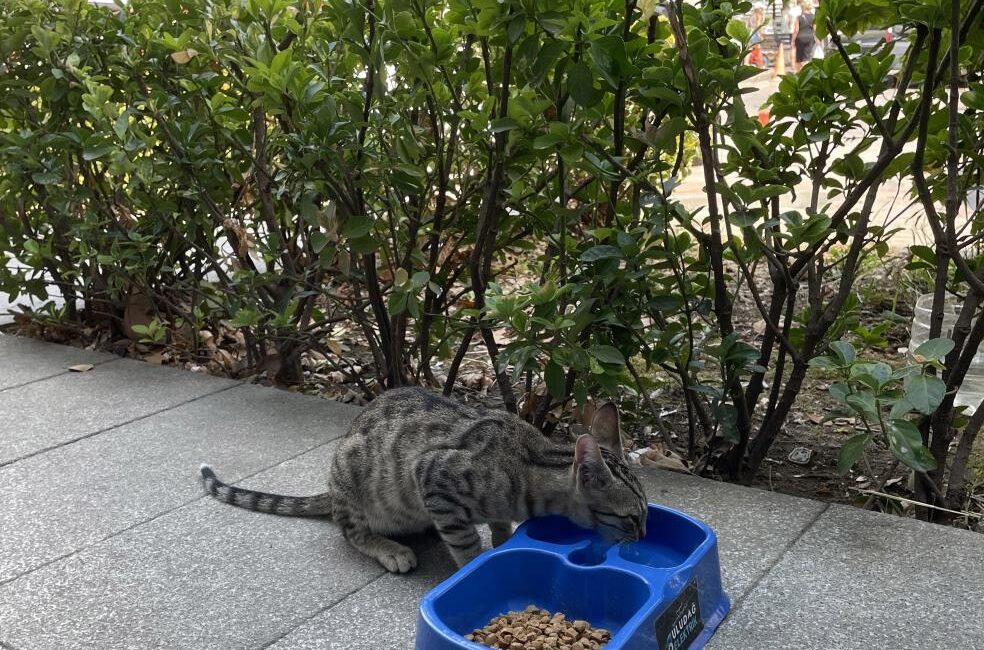 Uludağ Elektrik, sokak hayvanlarının hayat şartlarını iyileştirmeye yönelik yürüttüğü "Sevgimiz,